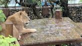 影》被老婆趕出去？ 非洲獅可憐「雨中罰站」 動物園揭真相 - 生活