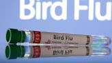 Colorado workers with bird flu toiled in high heat, without sufficient protective gear