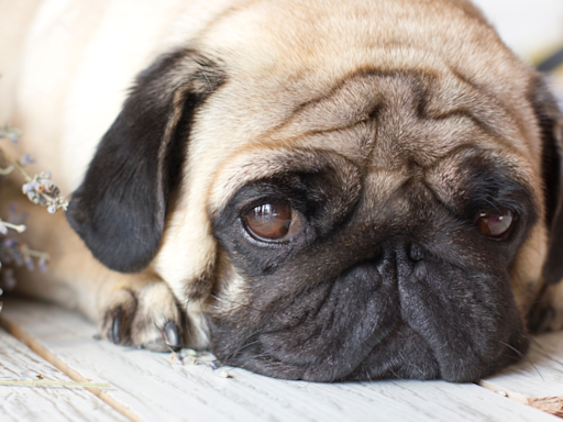 Pug Gets Spooked by Thunderstorm and Her Precious Face Says It All