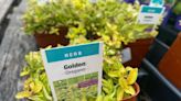 National Herb Day: How to grow herbs