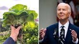 Lettuce vs Biden: Vegetable outlasts US President on betting site