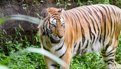 北市動物園3老友離世 再無美洲野牛、孟加拉虎