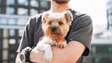 New York City’s Top Dog Breeds Are Yorkies & Shih Tzus, Study Finds