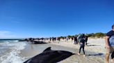 Many pilot whales die, dozens rescued after mass stranding in Australia