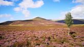 Public urged to help buy Skiddaw Forest to restore thousands of acres for nature