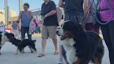 Chicago Dogs host 'Bark at the Ballpark'