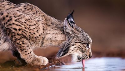 One of world’s rarest cats no longer endangered