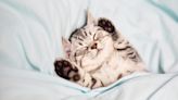 Feline owners! Don't do these four things if you want your cat to live a happy life