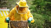 Seeds treated with neonics: Bad for bees, the environment and human health