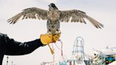 The birds of summer patrolling Ocean City's boardwalk