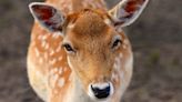 受傷花鹿送到動物園卻死亡 意外揭發園長惡行「動物變員工新年大餐」