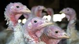 Opinion: Avian flu isn't something just for the birds. It reveals agriculture's ills.