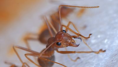 California county warns of "painful pustules" from aggressive ant invasion