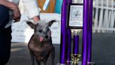 9 photos of the most beautiful World’s Ugliest Dog Contest 2023 competitors