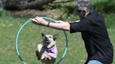 Deaf cattle dog, trainer to perform at Colorado Springs Pet Expo