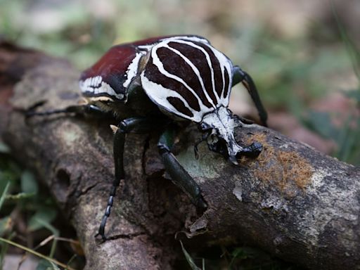Goliath Beetle: One Of The World's Heaviest Beetles Is A Body Builder Bug