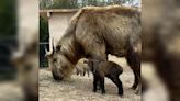 Pueblo Zoo’s Sichuan takin, “Dawa” gives surprise birth