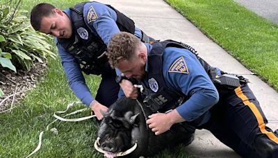 Pumba, a 200-pound pot-bellied pig who escaped from farm, captured by police