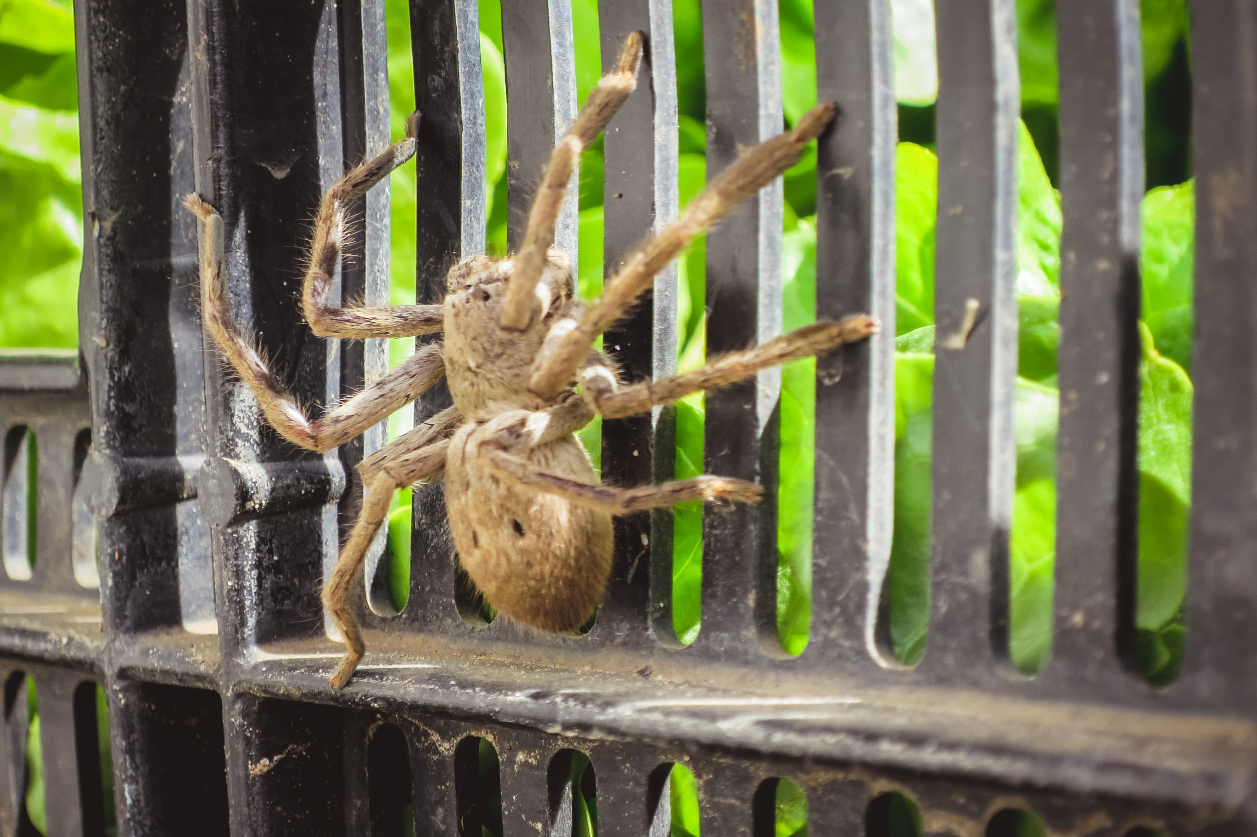 Spider blocking woman's exit is so big people reckon fire brigade is needed