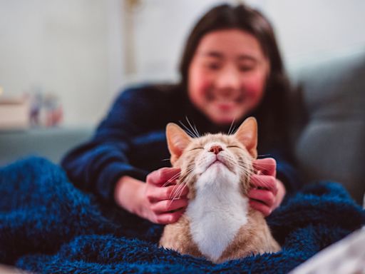32 activities to do with your cat