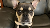 Montebello French Bulldog named ‘Jennifer’ stolen at gunpoint