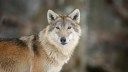 A Hunter Killed a Wolf 100 Miles West of Detroit. He Thought It Was a Coyote