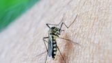 Descubrimos los repelentes de mosquitos más eficaces para este verano