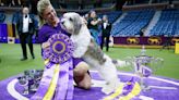 Dog Show 101: What's what at the Westminster Kennel Club