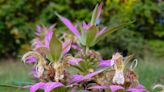 Beebalm will add beauty, pollinators to your home garden. Here's how to grow it