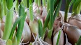 How to Grow Garlic in Pots