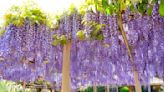 宮城縣金蛇水神社 牡丹和紫藤花開正美 | 蕃新聞