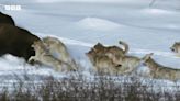 Frozen Planet II trailer: David Attenborough returns with another epic wildlife adventure