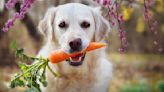 Can Dogs Eat Raw Carrots? Vets Reveal the Fruits and Veggies That Are Good for Pups