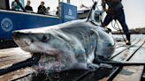 Great white shark trackers: OCEARCH expedition to follow sharks' transition north from Florida