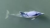 Dolphins spotted swimming in River Thames after making way to London