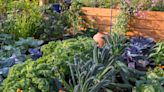 This centuries-old planting trick is having a resurgence – and experts claim it will help you grow better garden vegetables