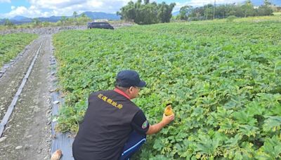 花蓮縣政府爭取農業部第3次公告凱米颱風現金救助 鳳林鎮冬瓜、南瓜、芋、玉里鎮水平棚架網室-塑膠布(網)納入救助品項 受理期8/6至8/15止 | 蕃新聞