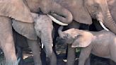 African elephants call each other by unique names, new study shows