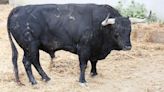 Fotos de los toros de Fuente Ymbro para el encierro de San Fermín del día 10