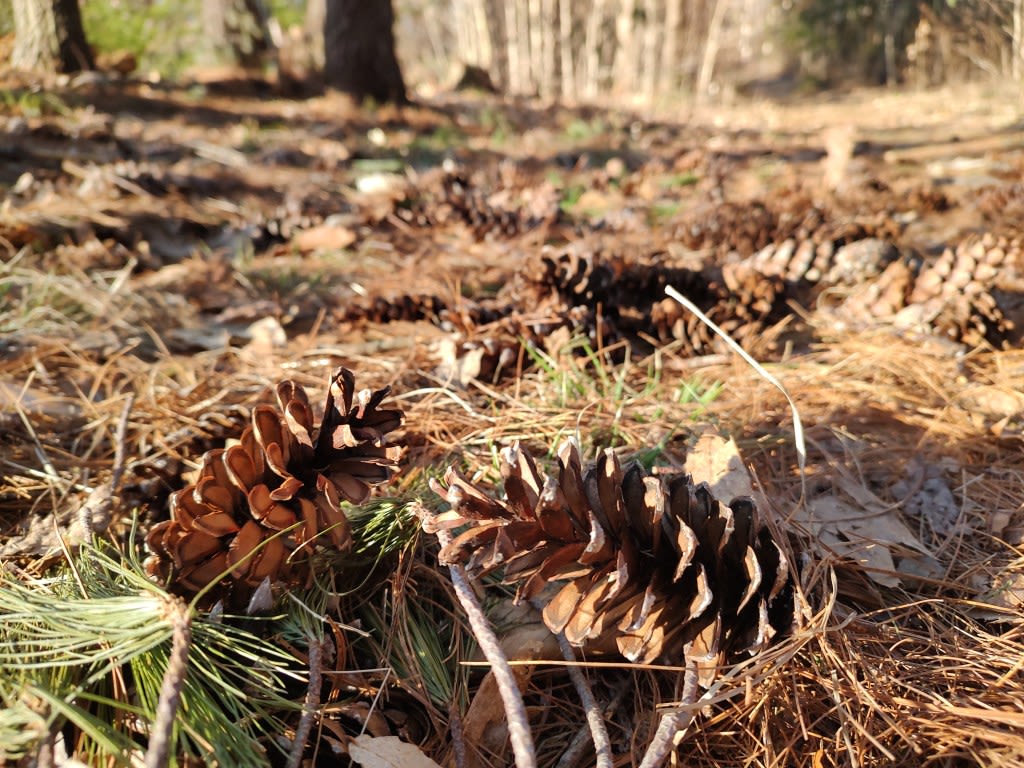 There are a lot of fallen pine cones in Maine right now. Here’s why.