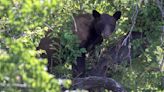 Bear survives hard fall from tree near downtown Salt Lake City