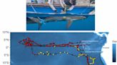 Un tiburón recorrió 16,777 millas por el Pacífico en 546 días