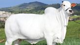 Prenhez da vaca mais cara do mundo bate recorde em leilão solidário em prol do RS