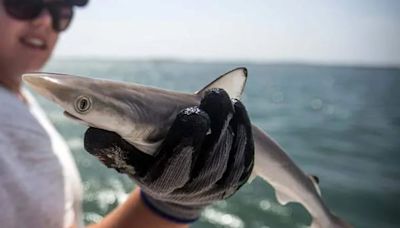 ‘Cocaine sharks’ pulled from waters off Brazil