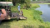 Watch: 12-foot gator relocated after visiting Air Force base twice