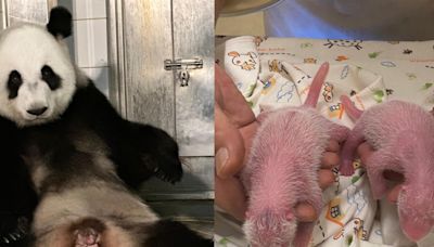 Joy as Ying Ying gives birth to twin pandas - RTHK