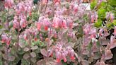 Caring For Kalanchoe Fedtschenkoi: Expert Advice for Best Success