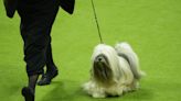 Westminster Dog Show 2024 updates: Sage the Miniature Poodle wins Best in Show