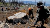 In burned-out groves of giant sequoias, crews plant seeds of hope. Will they survive?