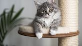 The 10 Best Cat Trees You Can Buy for Your Home